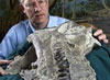 Paleontólogos encontram crânios completos de nova espécie de dinossauro. Descoberta é rara, pois, devido à fragilidade, a grande maioria dos crânios dos saurópodes não foi preservada