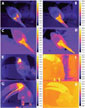 Cientistas do Brasil e do Canadá descobrem que tucanos utilizam bico para regular troca de calor com o ambiente, aumentando ou diminuindo temperatura corporal conforme a necessidade. Estudo foi publicado na Science Cientistas do Brasil e do Canadá descobrem que tucanos utilizam bico para regular troca de calor com o ambiente, aumentando ou diminuindo temperatura corporal conforme a necessidade. Estudo foi publicado na Science