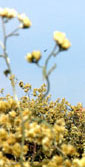 Macelinha (Achyrocline satureioides) Macelinha (Achyrocline satureioides)
