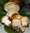 Boletus edulis Boletus edulis