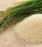Arroz Arroz