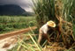 Sugarcane Sugarcane
