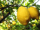 limoni