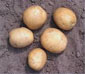 Solanum tuberosum L. Solanum tuberosum L.