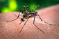 Mosquito Aedes aegypti Mosquito Aedes aegypti