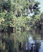 Mata inundável próximo a Manaus, Amazônia Central, na época da enchente dos rios - V.Bittrich Mata inundável próximo a Manaus, Amazônia Central, na época da enchente dos rios - V.Bittrich
