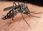 Anopheles darlingi Anopheles darlingi