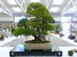 PET Agronomia promove Oficina de Bonsai