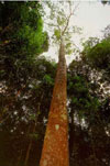 Copaíba (Copaifera sp) Copaíba (Copaifera sp)