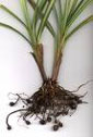 Cyperus esculentus