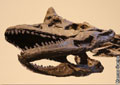 Tapuisaurus macedoi