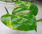 Epipremnum pinnatum Epipremnum pinnatum