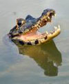 Caiman yacare Caiman yacare