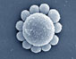 Em estudo na Nature, cientistas descrevem método para fazer com que nanopartículas em uma solução se agrupem em formas complexas como a de uma flor ou do planeta Saturno (divulgação) Em estudo na Nature, cientistas descrevem método para fazer com que nanopartículas em uma solução se agrupem em formas complexas como a de uma flor ou do planeta Saturno (divulgação)