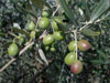 Olive Olive