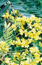 Senna spectabilis Senna spectabilis