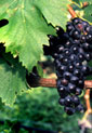 Viticultura Viticultura